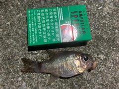 ホソスジナミダテンジクダイの釣果