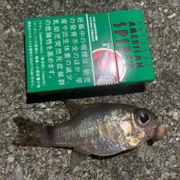 ホソスジナミダテンジクダイ