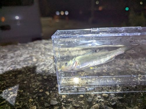 セイゴ（ヒラスズキ）の釣果