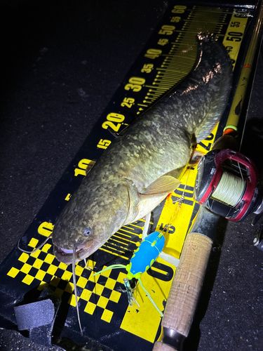 ナマズの釣果