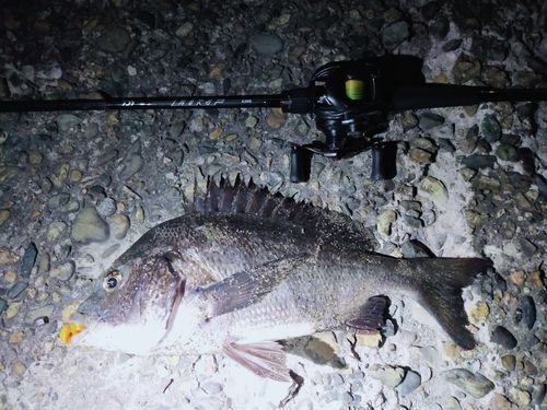 コウイカの釣果