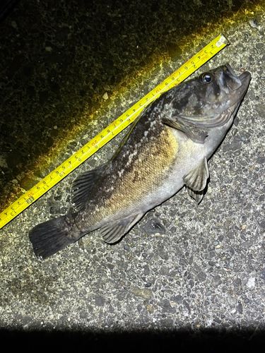 クロソイの釣果