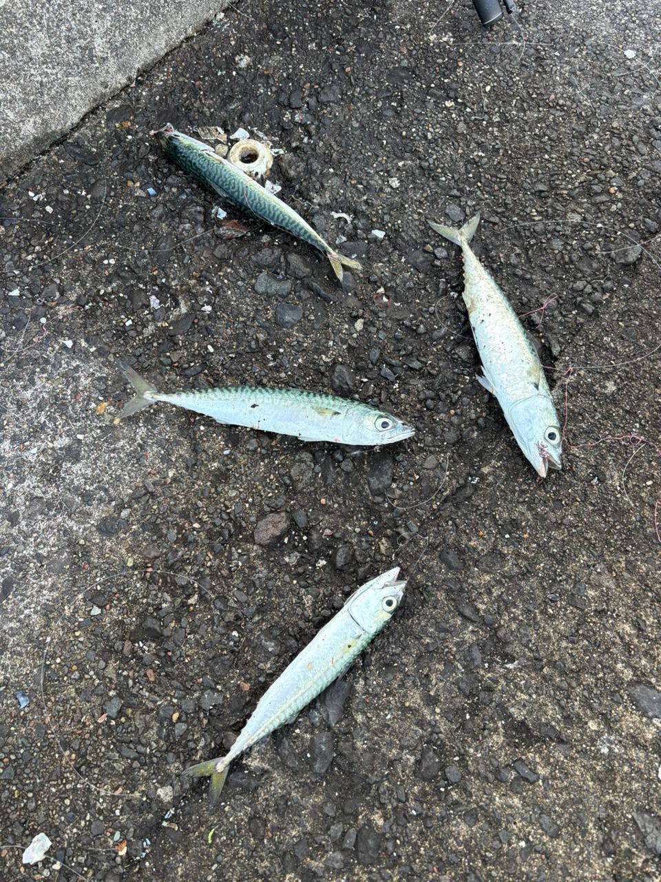 クロソイ