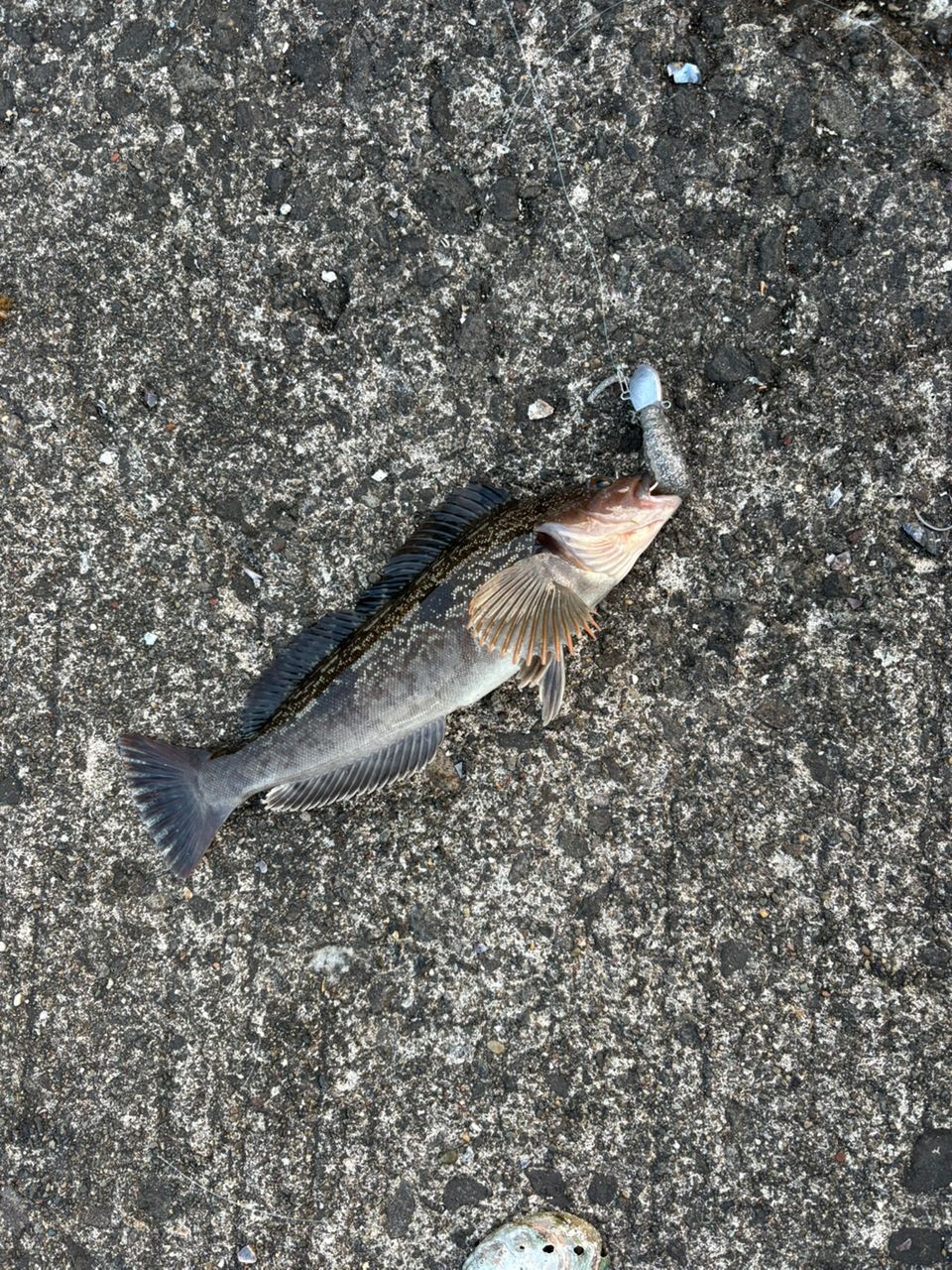 クロソイ