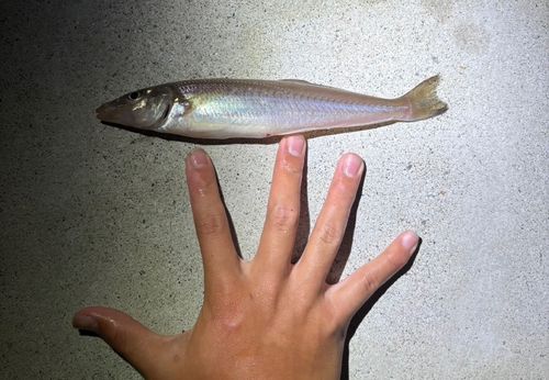 キスの釣果