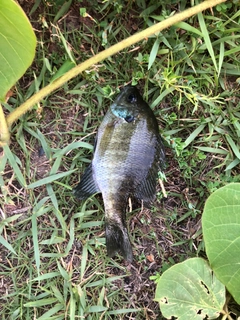 ブルーギルの釣果