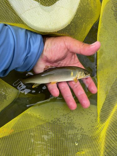 アユの釣果