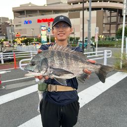 クロダイ