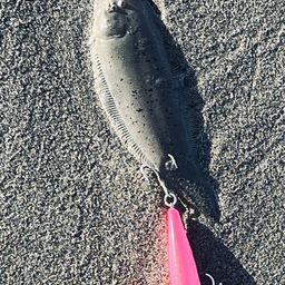 シタビラメ