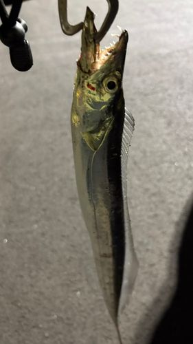 タチウオの釣果