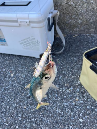サバの釣果