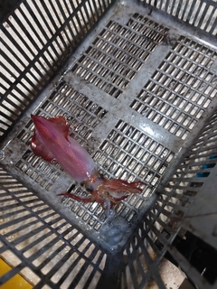 ケンサキイカの釣果