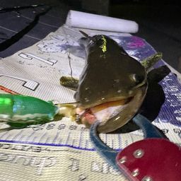 マナマズ