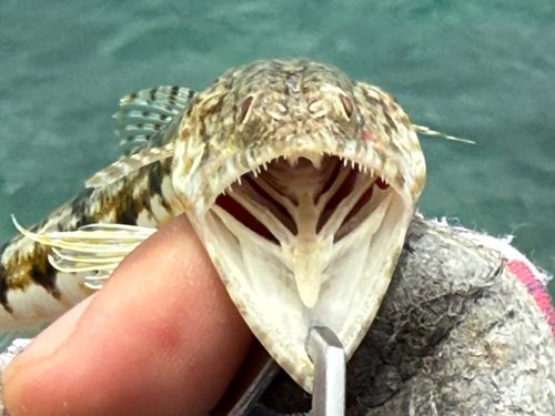 マダラエソの釣果