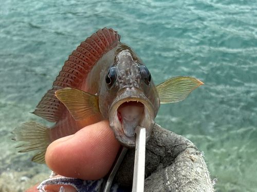 メギスの釣果