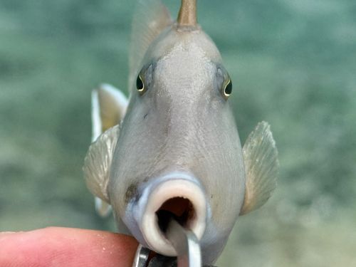 ツマジロモンガラの釣果