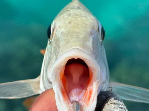 タテシマフエフキの釣果