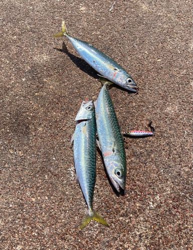 サバの釣果