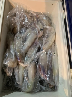 ケンサキイカの釣果