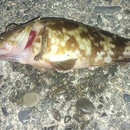 カサゴ