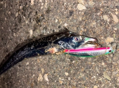 タチウオの釣果