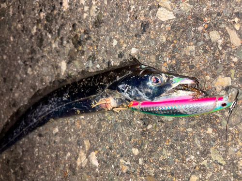 タチウオの釣果