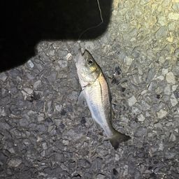 フッコ(タイリクスズキ)