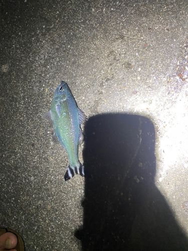 ギンユゴイの釣果
