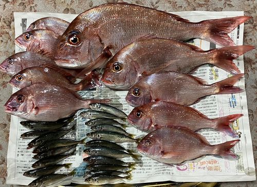 マダイの釣果