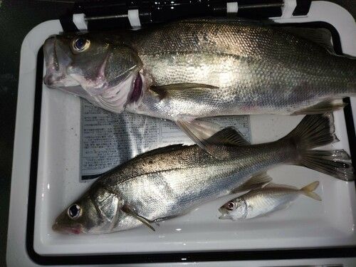 シーバスの釣果