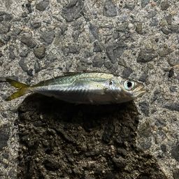 アジ