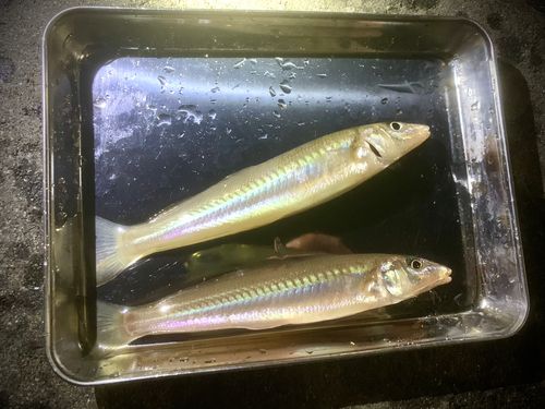 キスの釣果