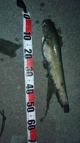ニホンナマズの釣果