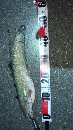 ニホンナマズの釣果