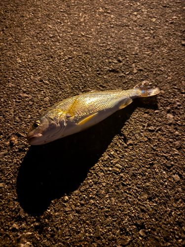 イシモチの釣果