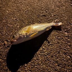 イシモチ