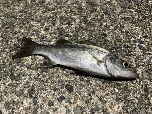 セイゴ（マルスズキ）の釣果