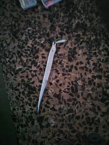 タチウオの釣果