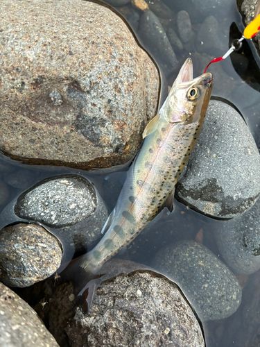 ヤマメの釣果