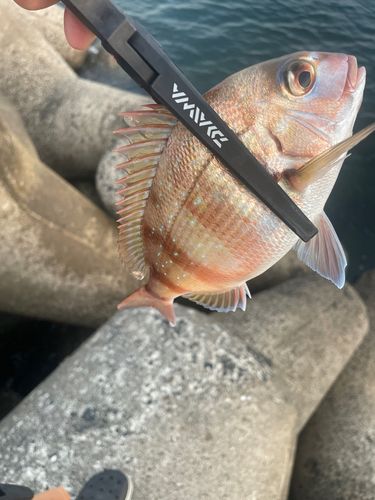 タイの釣果