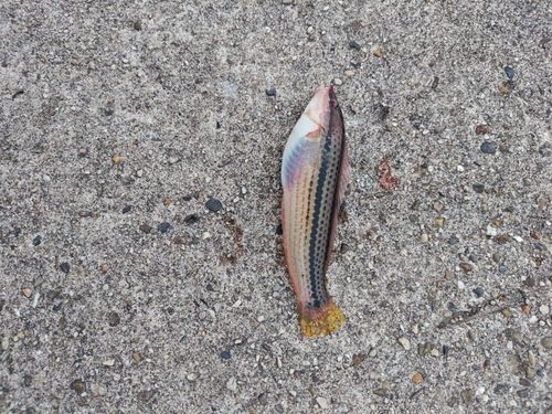 キュウセンの釣果