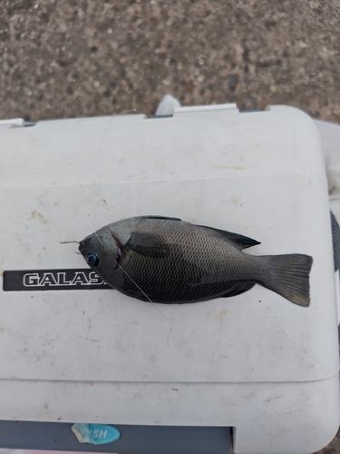 グレの釣果