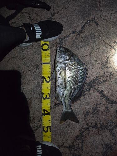 チヌの釣果
