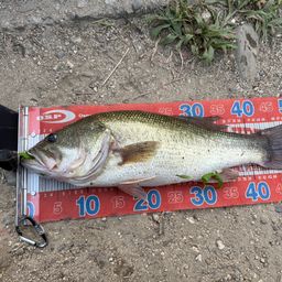 ラージマウスバス