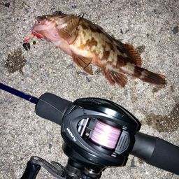 カサゴ