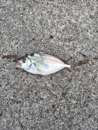 ヒイラギの釣果