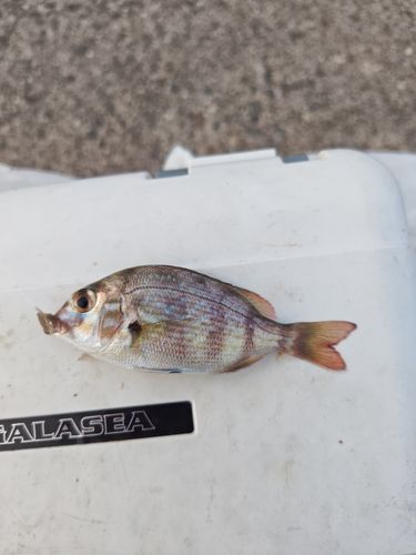 チャリコの釣果