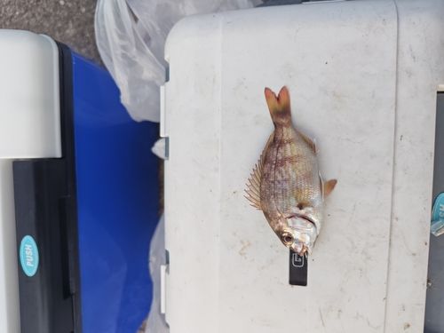 チャリコの釣果