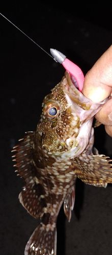 カサゴの釣果
