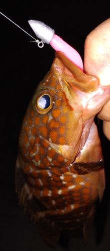 アコウの釣果